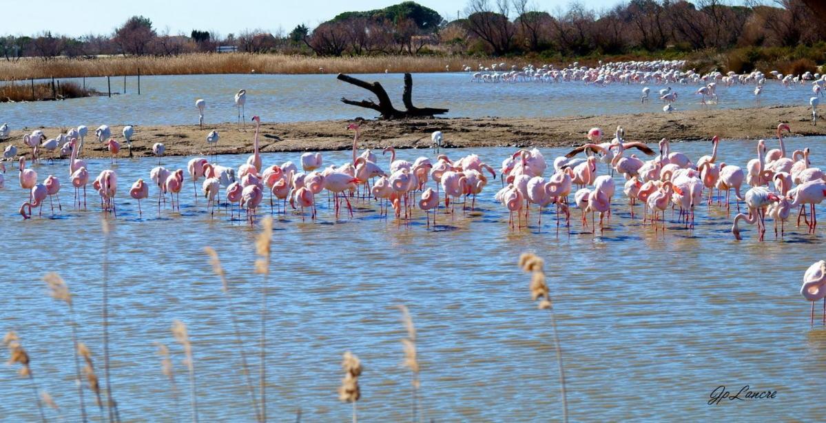 La Palmeraie Istres Esterno foto